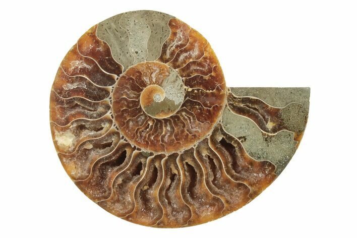 Cut & Polished Ammonite Fossil (Half) - Madagascar #240961